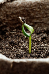 Sprout In The Soil