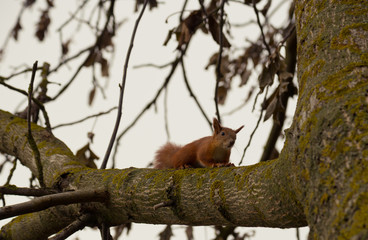 Squirrel on a tree branch