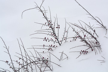 деревья засыпанные снегом в зимнем парке