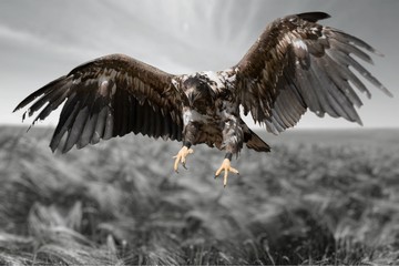 Hawk.