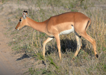 Impala