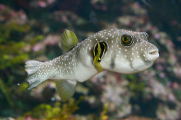 Pufferfish   (Tetraodontidae)