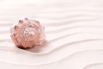 beautiful shell in the sand