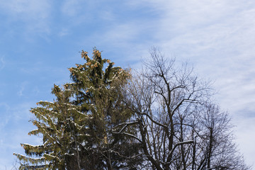 view of cones on the tree with blue sky and clouds