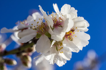 Fiore di mandorlo / Fotografia fiore di mandorlo