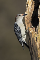 Female Red bellied Woodpecker (Malenerpes carolinus)  perched on a tree at a roost hole.