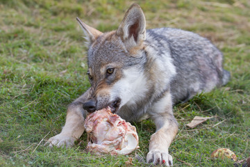 Wolf puppy eating raw meat