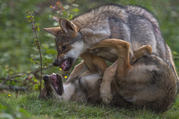 Wolf Puppy showing dominance to his brother