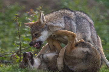 Naklejka premium Wolf Puppy showing dominance to his brother