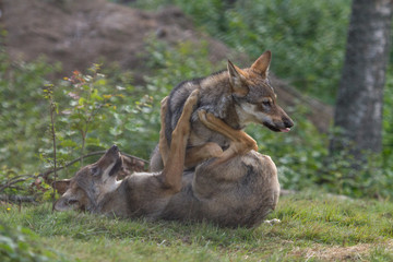 Wolf Puppy showing dominance to his brother