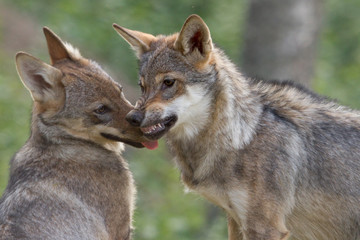 Wolf Puppy showing dominance to his brother