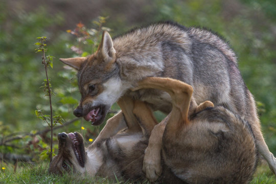 Wolf Puppy showing dominance to his brother