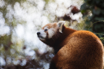 Red Panda Looking