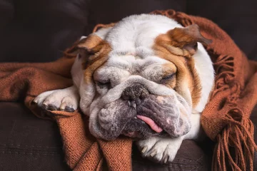 Plaid avec motif Chien English Bulldog dog canine pet on brown leather couch under blanket looking sad bored lonely sick tired exhausted