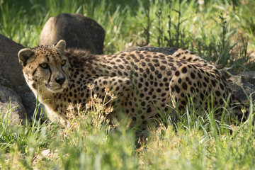 Cheetah