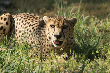 Cheetah