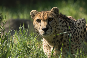 Cheetah