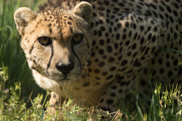 Cheetah