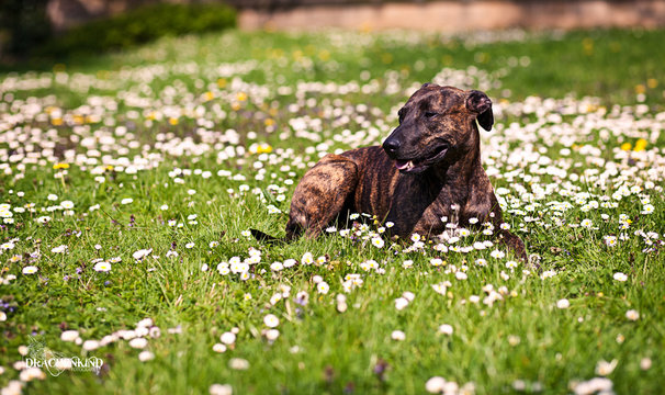 Kampfhund auf Wiese