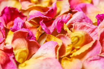 Fototapeta na wymiar Rose petals