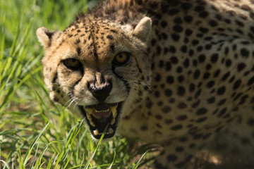 Cheetah Growling