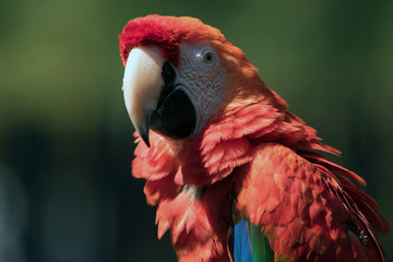 Harlequin Macaw