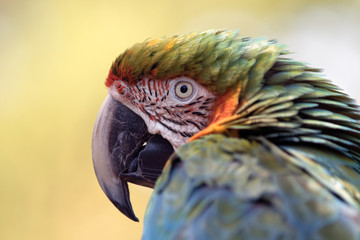 Blue and Gold Macaw