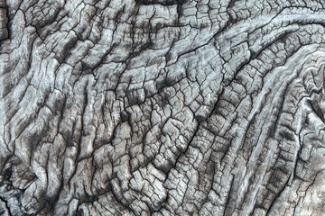 bark of tree texture