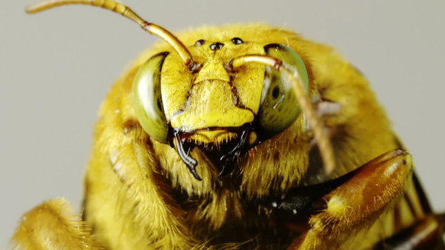 Large Yellow Bumblebee Seen Close Up