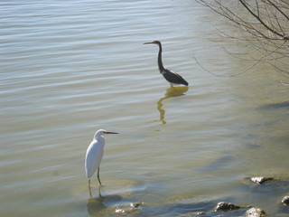 Two beautiful birds waiting for food.