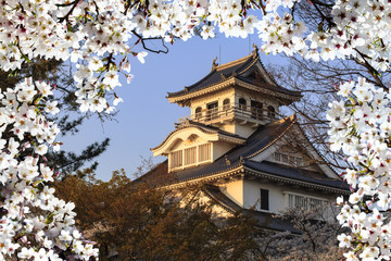 Blossoming cherry trees in an ornamental garden, pastel colors w