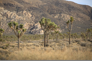 Mojave desert with Joshua Trees