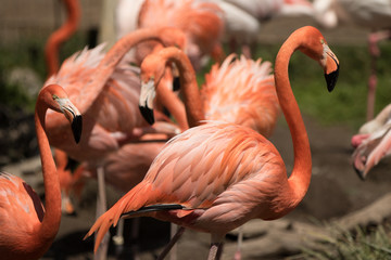 American Flamingo