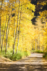 Fototapeta premium aspen forest