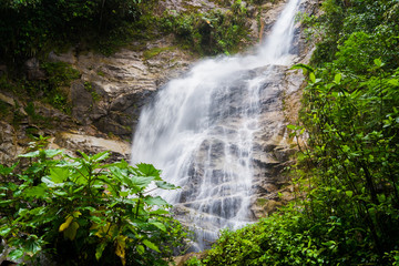 Obraz premium Podocarpus