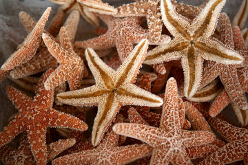 Fototapeta na wymiar Seastars - A pile of sea stars are offered for sale outside of a shop in Tarpon Springs.
