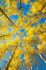 aspen look up