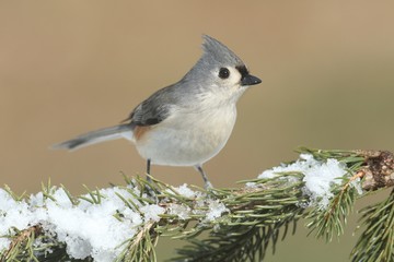 Titmouse in Snow