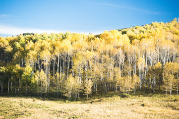 Fototapeta premium aspen forest