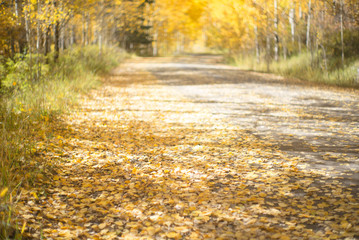 Obraz premium aspen background