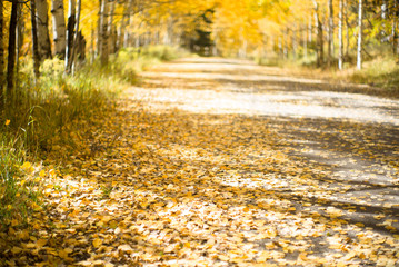 under aspen trees