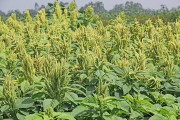 Amaranth is cultivated as leaf vegetables, cereals and ornamental plants. Genus is Amaranthus. Amaranth seeds are rich source of proteins and amino acids. Also known as thotakura in India