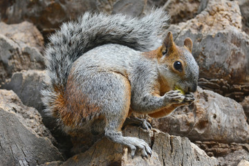 Squirrel and piece of apple.