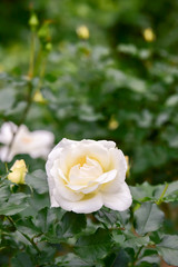 White rose
