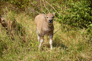 Buffalo on the grass field