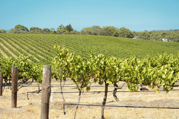 Fototapeta na wymiar Rows of Grape Vines