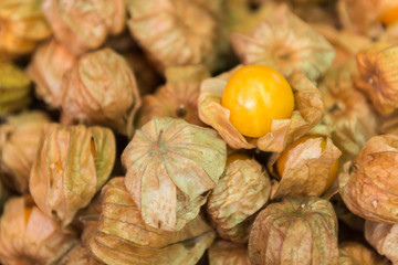 Cape Gooseberry