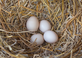 Bunch of eggs in a nest