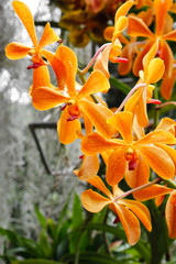 Orchid / Orange orchid flower in Asia