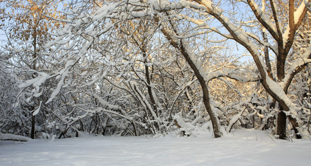 Branches of trees covered with snow.